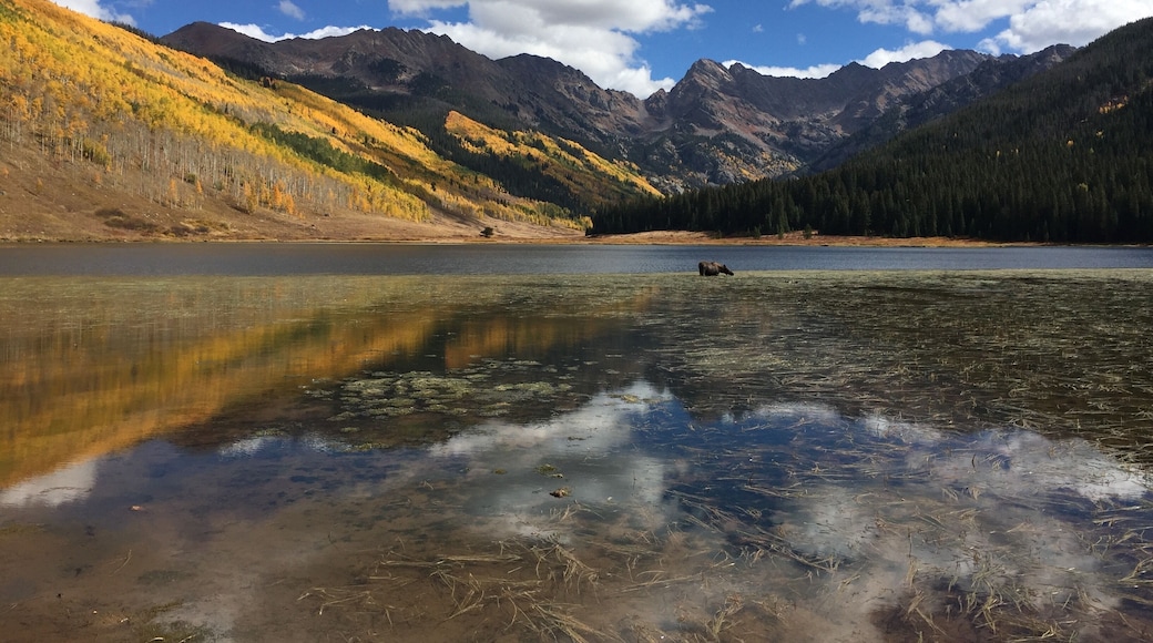 Moose in the lake! Gotta love Colorado.