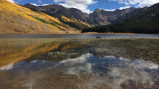 Moose in the lake! Gotta love Colorado.