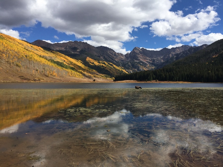 Moose in the lake! Gotta love Colorado.