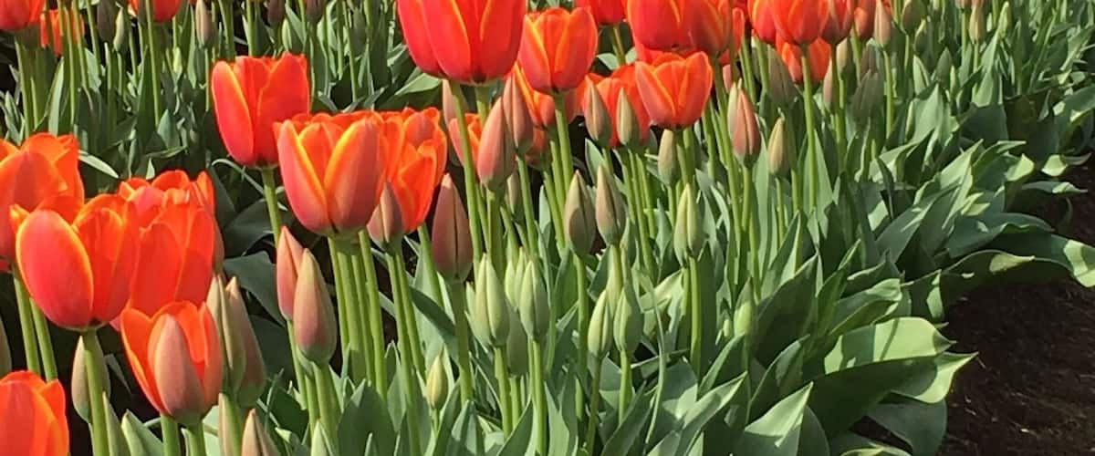 Tulip festival #EndlessSummer