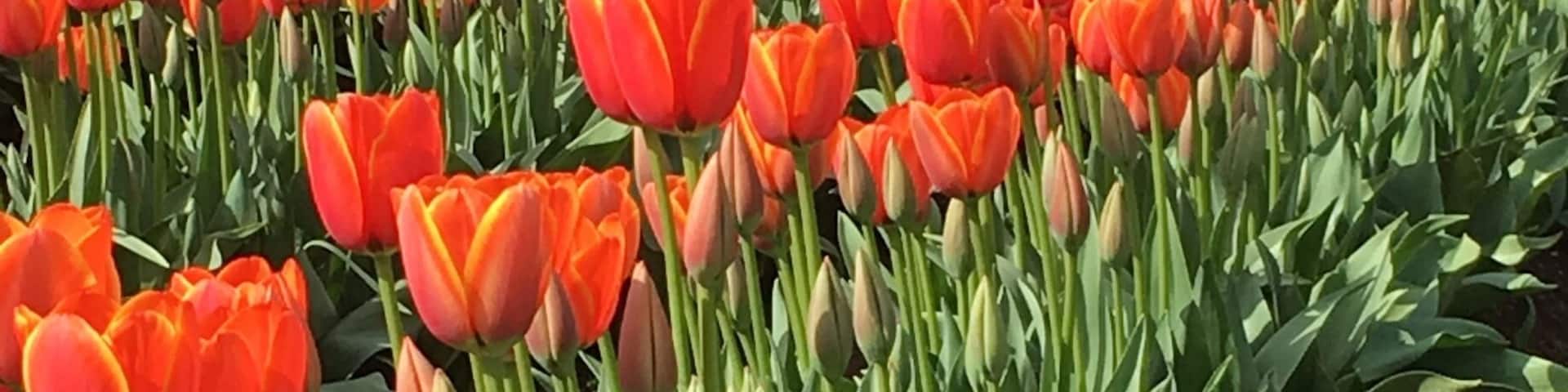 Tulip festival #EndlessSummer