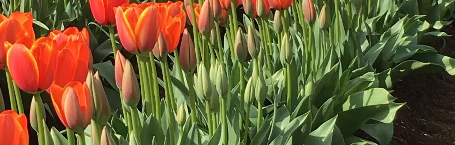 Tulip festival #EndlessSummer