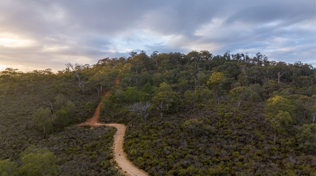 Aerial view of dirt track through forested hills