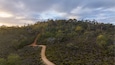 A dirt path winding through a dense forest with a variety of trees and shrubs.