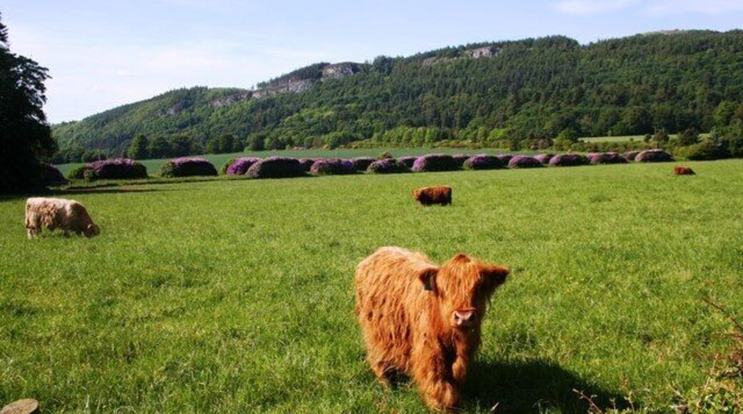 Moncreiffe Highlander Highland cattle with the drive to Moncreiffe House ,bordered by Rhododendrons, in the background.