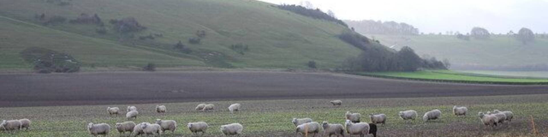 Sheep grazing by A30