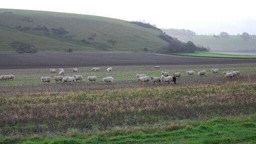 Sheep grazing by A30