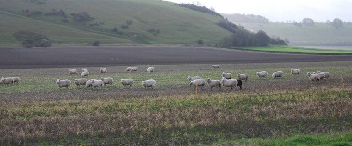 A herd of sheep grazing on a field with rolling hills in the background.