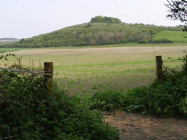 Buxbury Hill from Buxbury Hollow A view southeast towards Buxbury Hill, a chalk promontory protruding north from the Whitesheet Hill ridge.