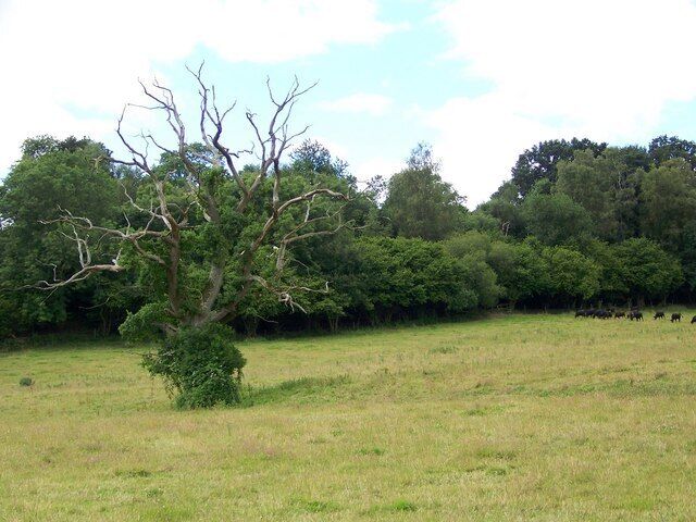 Dead or alive - Swallowcliffe It is hard to work out if the tree is dead, dying or if the green leaves are ivy.