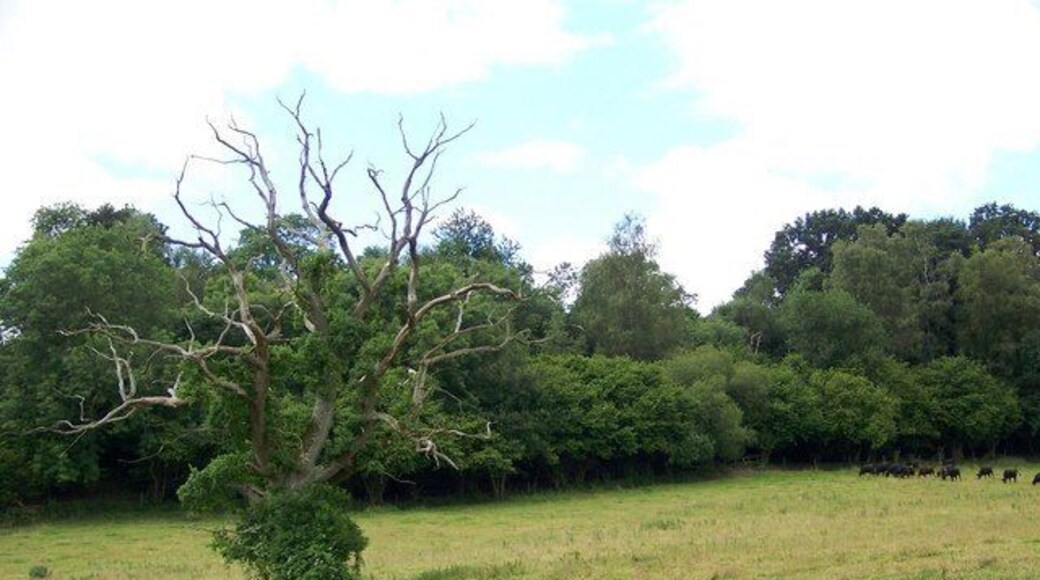 Dead or alive - Swallowcliffe It is hard to work out if the tree is dead, dying or if the green leaves are ivy.