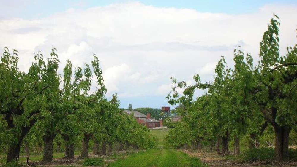 A vineyard with rows of trees and a building in the background.