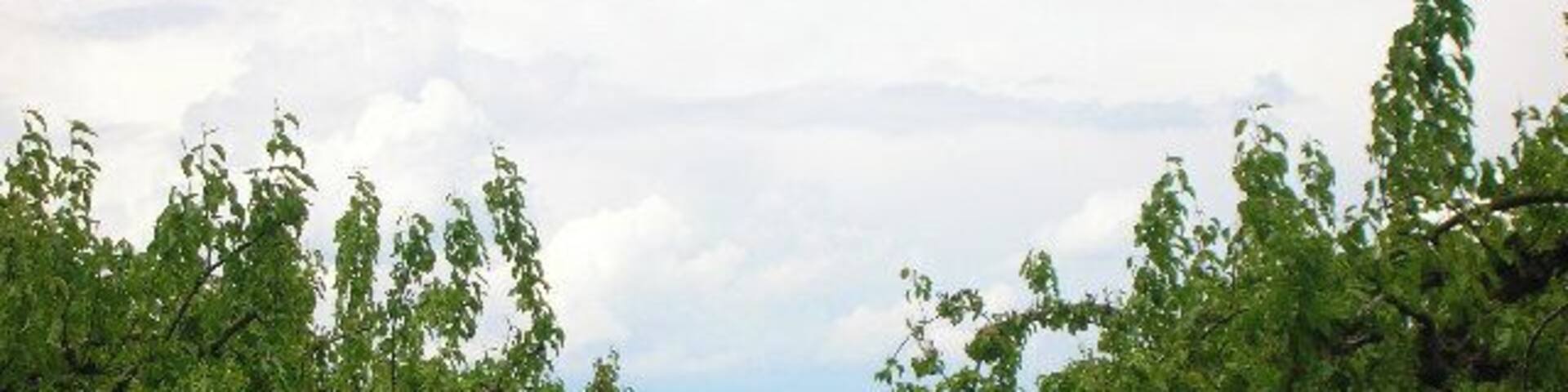 Commercial Orchards Milton Hill. This whole area as late as the 1980's was totally given over to apple, pear and cherry production. However since the rise of the French Golden Delicious (which it is not) in the supermarkets these wonderful native varieties are all but lost. Please visit the local farm shop who still market their produce from this area and buy a couple of bottles of their apple juice. Pure nectar!