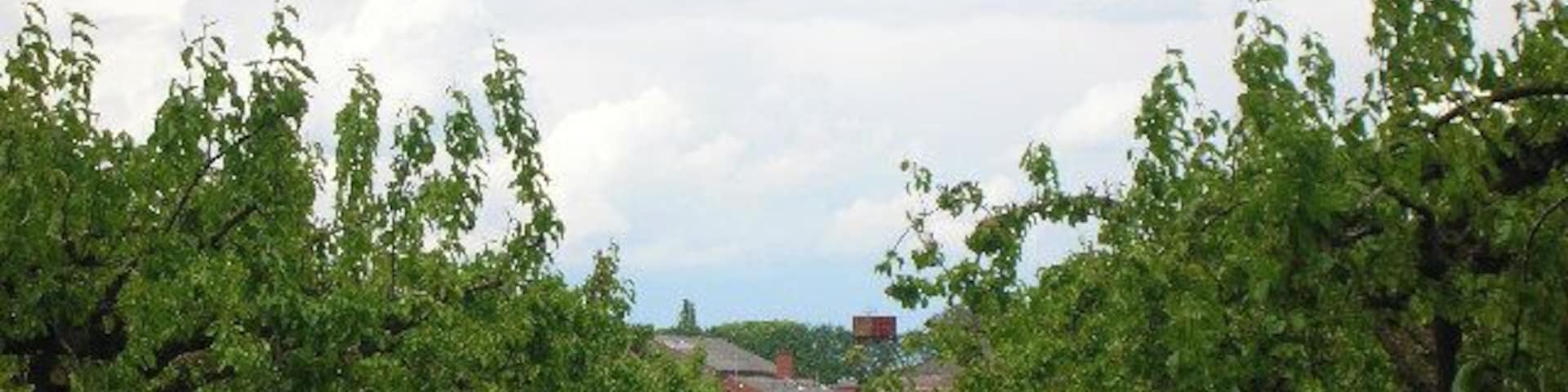 Commercial Orchards Milton Hill. This whole area as late as the 1980's was totally given over to apple, pear and cherry production. However since the rise of the French Golden Delicious (which it is not) in the supermarkets these wonderful native varieties are all but lost. Please visit the local farm shop who still market their produce from this area and buy a couple of bottles of their apple juice. Pure nectar!
