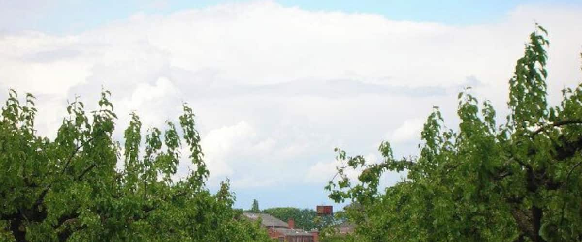 A vineyard with rows of trees and a building in the background.