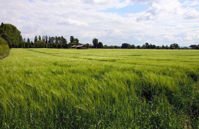 Alma Barn in a wheat field near Harwell
