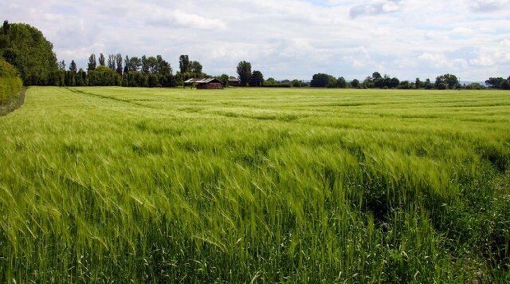 Alma Barn in a wheat field near Harwell