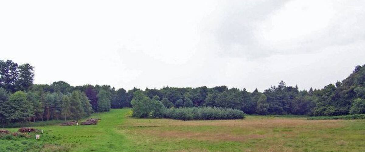 A grassy field with a path leading through it, surrounded by trees.