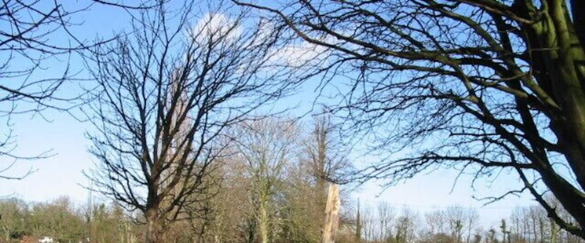 A rural pathway flanked by leafless trees and a grassy field.