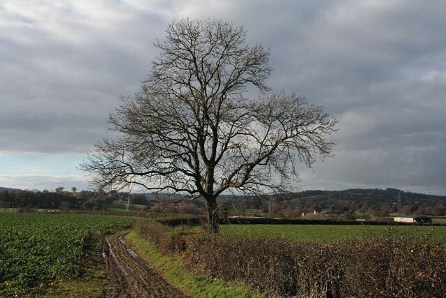 Willand: towards Gerston Farm. Looking west from a point near the railway bridge at Dean Hill