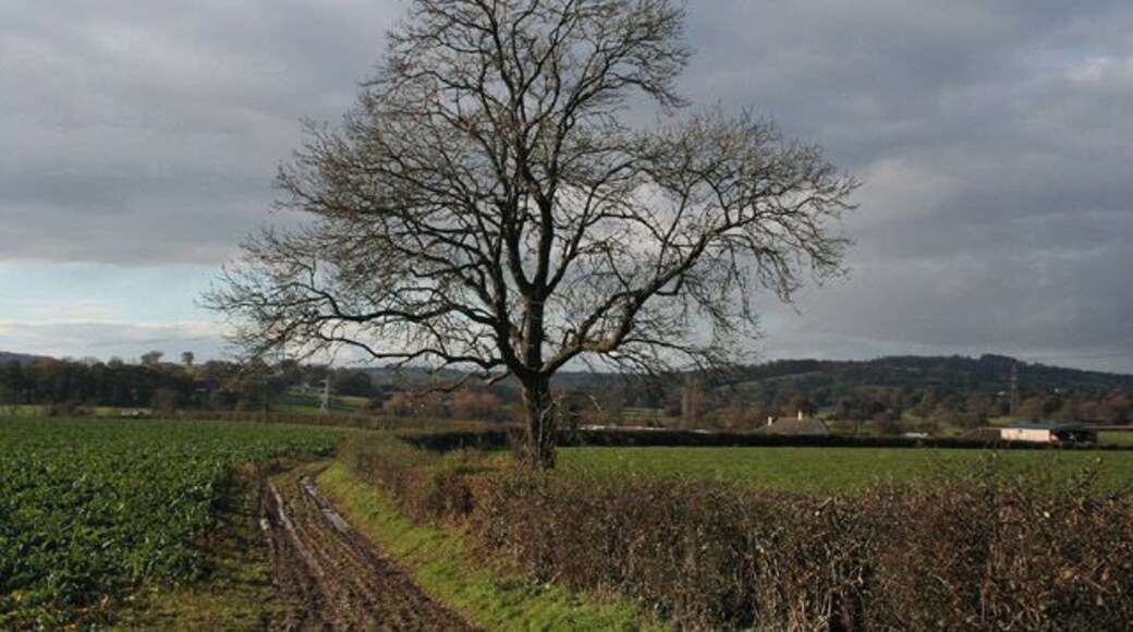 Willand: towards Gerston Farm. Looking west from a point near the railway bridge at Dean Hill