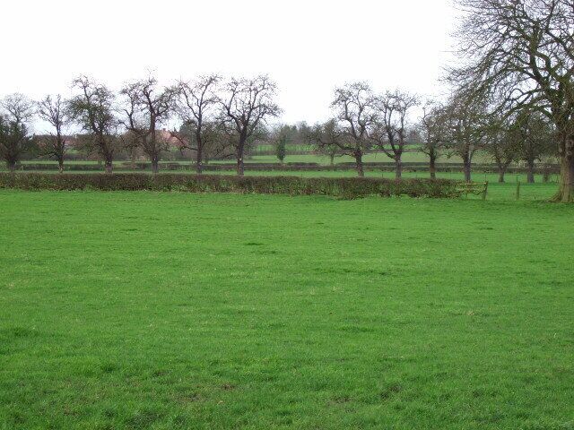 A grassy field with trees and a hedge in the background.