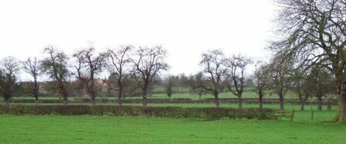 A grassy field with trees and a hedge in the background.