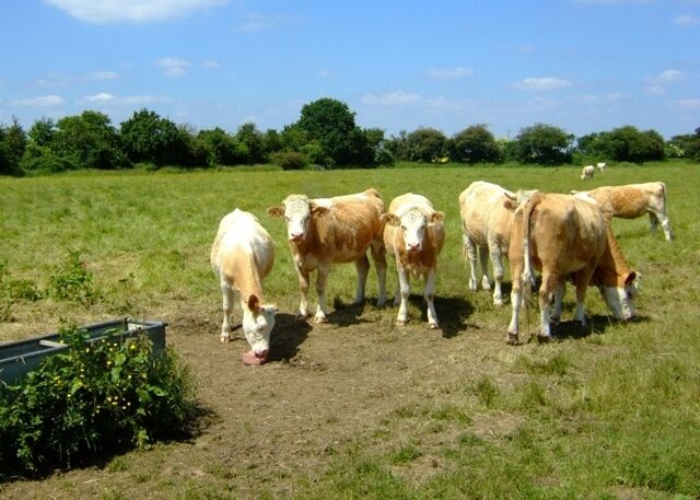 Upwood Meadows The welcoming committee at Upwood Meadows Nature Reserve.