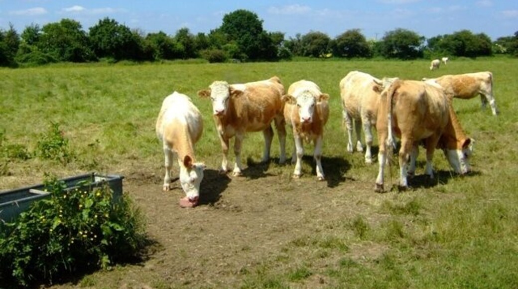 Upwood Meadows The welcoming committee at Upwood Meadows Nature Reserve.