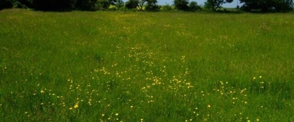 A grassy field with scattered yellow flowers and trees in the background.
