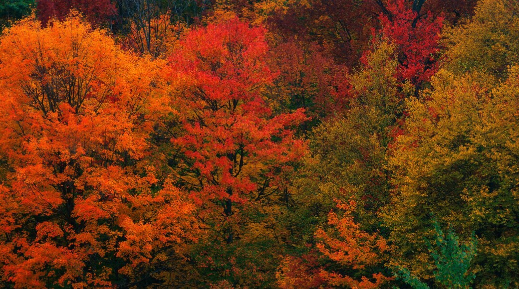 These shows the autumn colors on the foliage of the trees.