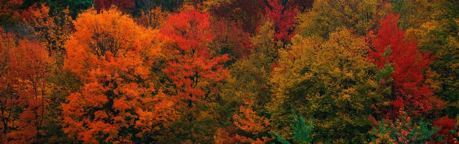 These shows the autumn colors on the foliage of the trees.