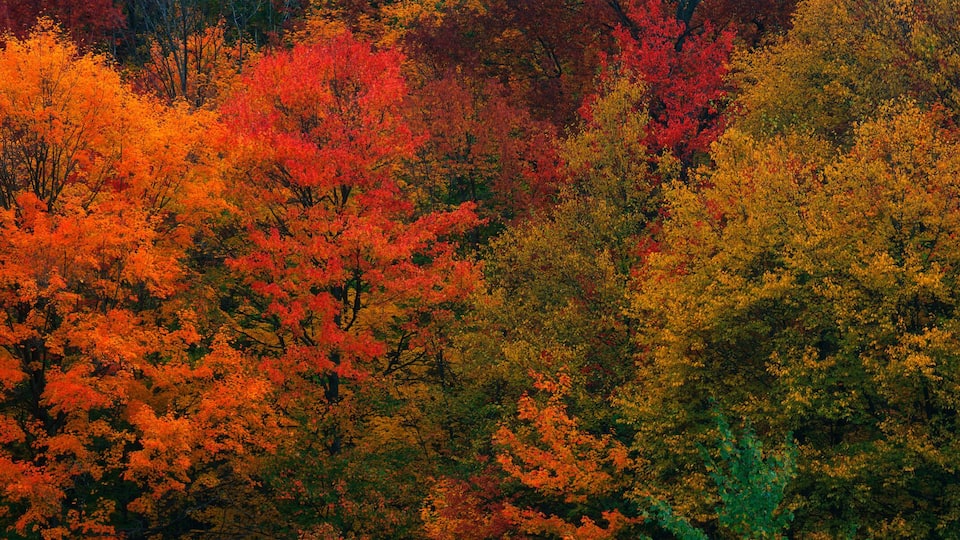 A dense forest with trees displaying autumn colors.