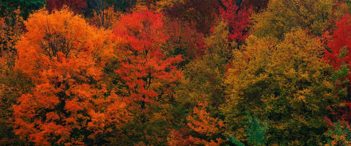 A dense forest with trees displaying autumn colors.