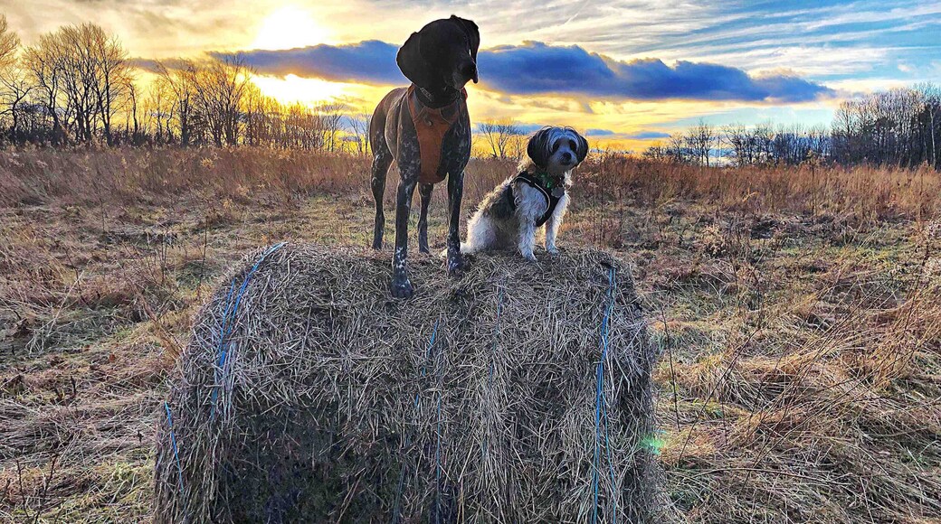 Redding, CT. First day of 2019, 50F outside :)