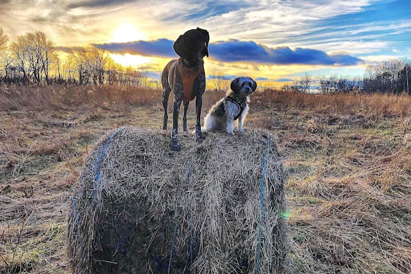 Redding, CT. First day of 2019, 50F outside :)