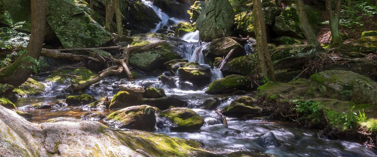 A forest stream with rocks and trees.