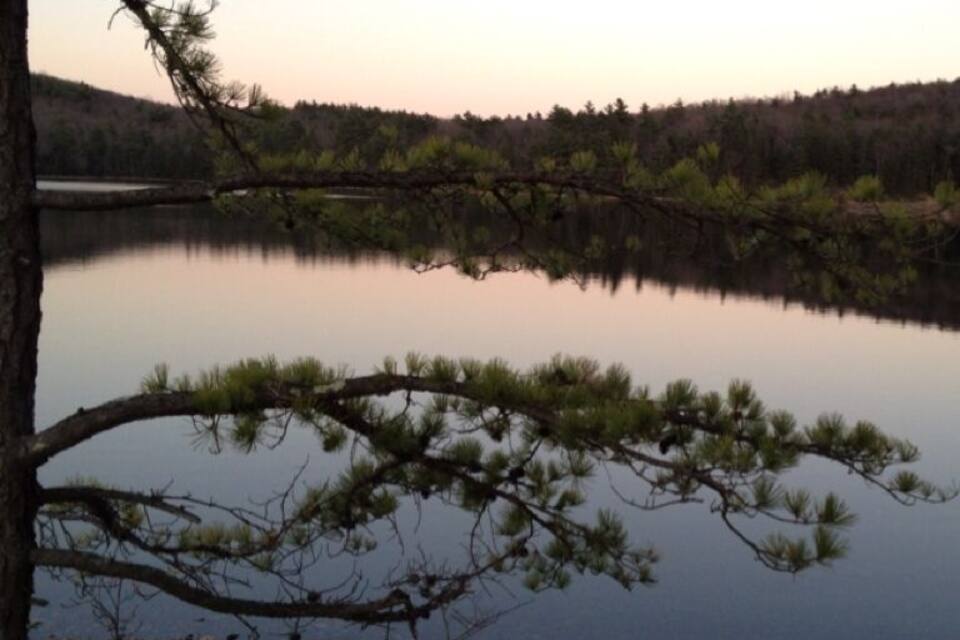 A calm lake with a tree branch overhanging the water, surrounded by a forested area.