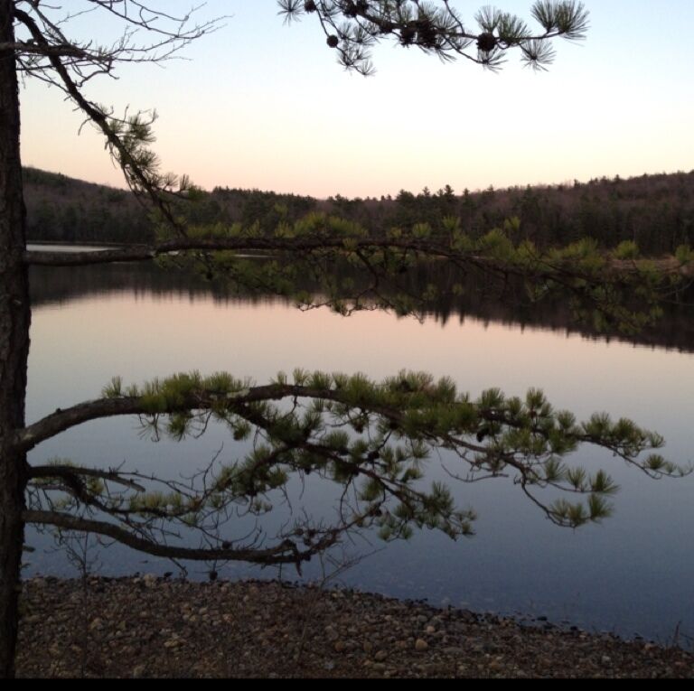 A calm lake with a tree branch overhanging the water, surrounded by a forested area.
