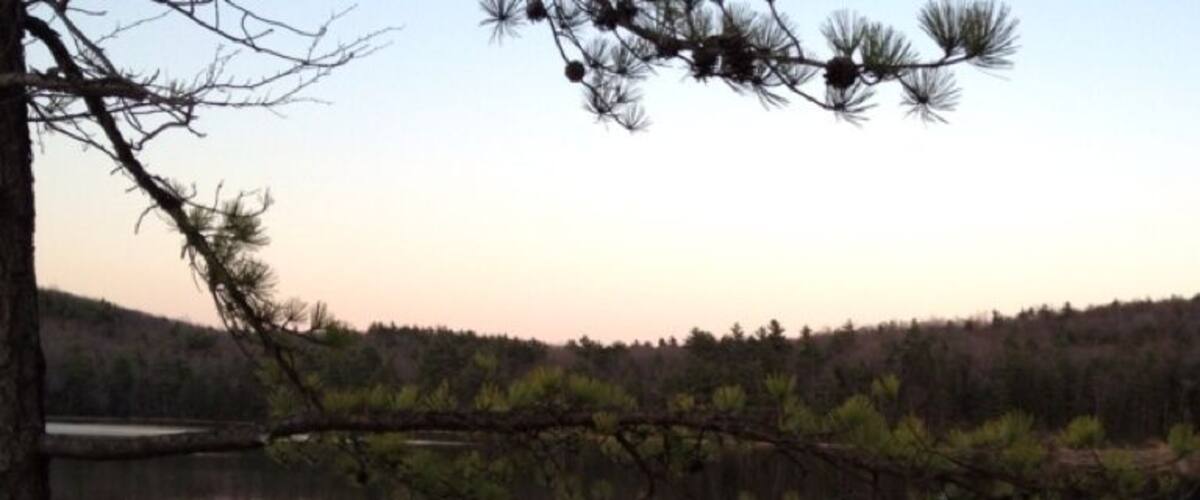 A calm lake with a tree branch overhanging the water, surrounded by a forested area.