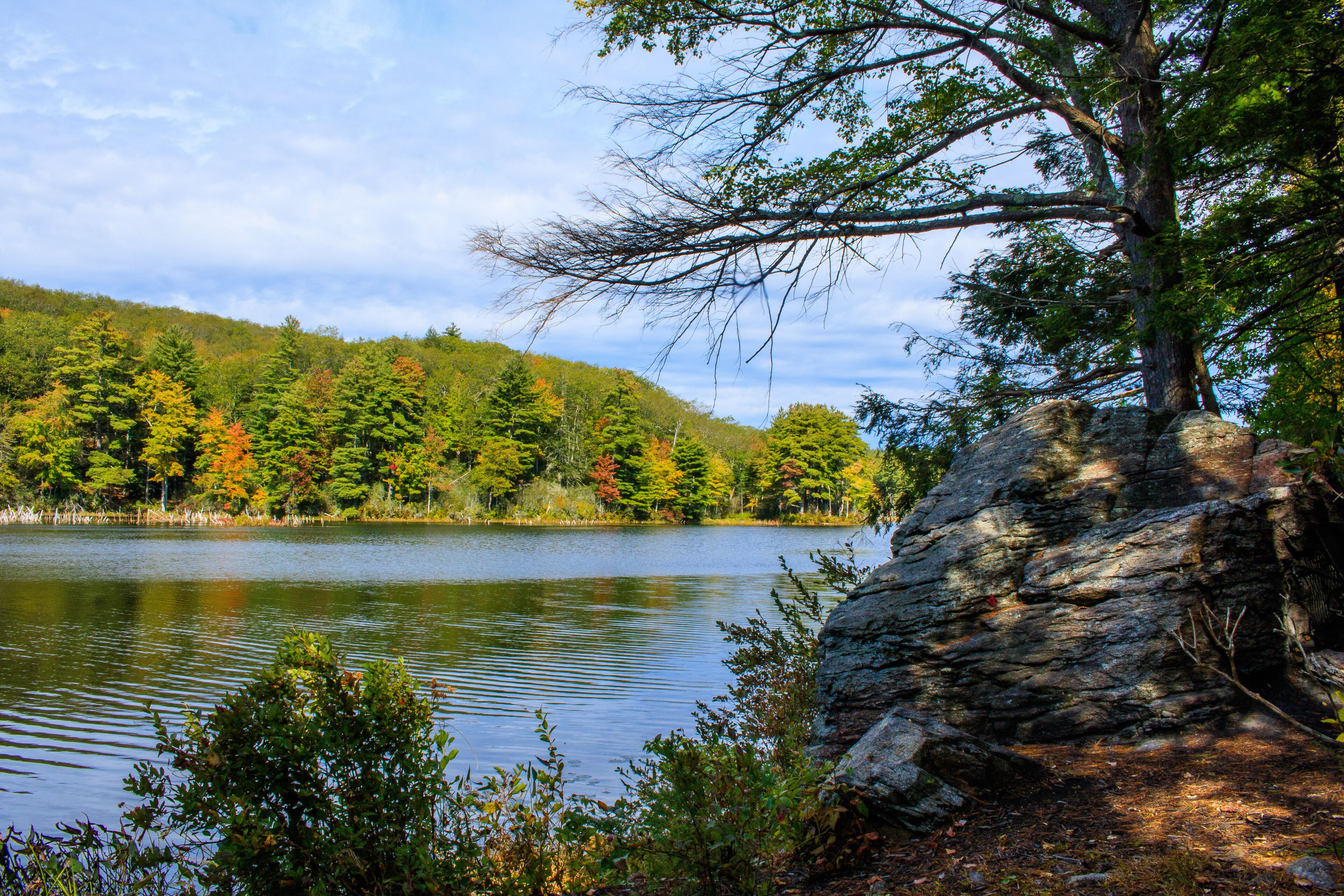 Rock on the shore of the pond