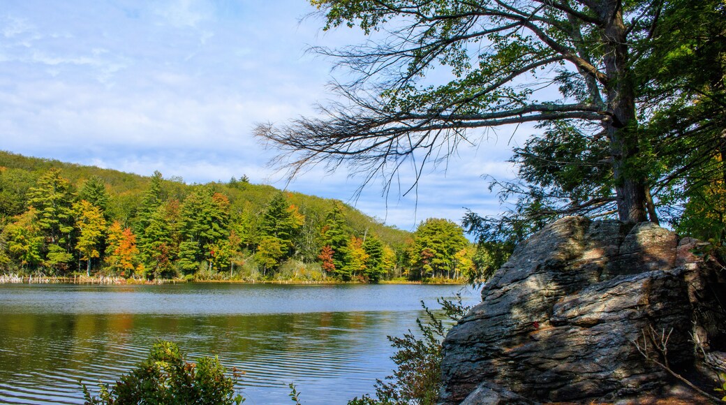Rock on the shore of the pond