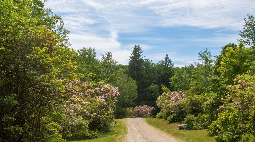 Dirt road through the Mountain Laurel Sanctuary