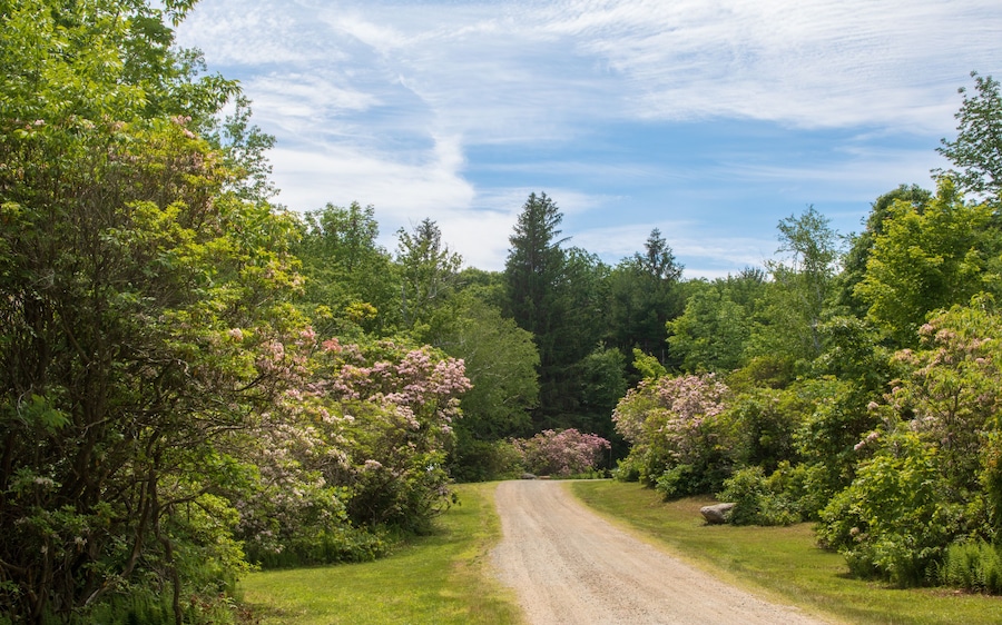 Dirt road through the Mountain Laurel Sanctuary