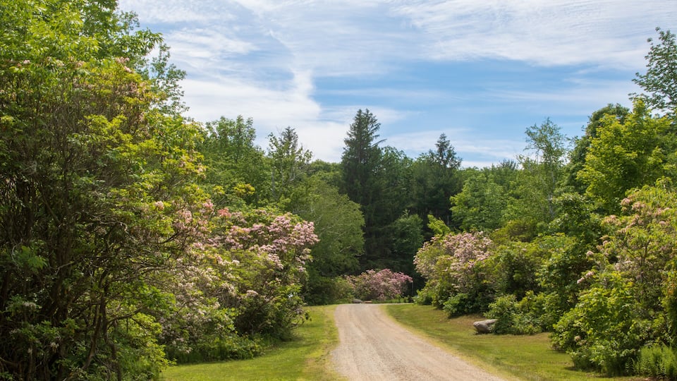 A gravel path through a forest with blooming pink trees.