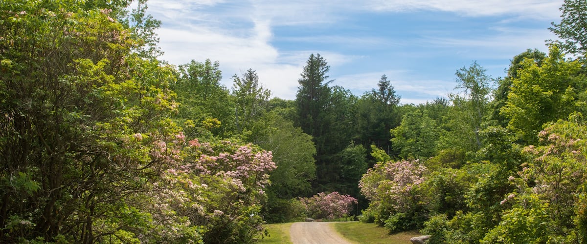 A gravel path through a forest with blooming pink trees.