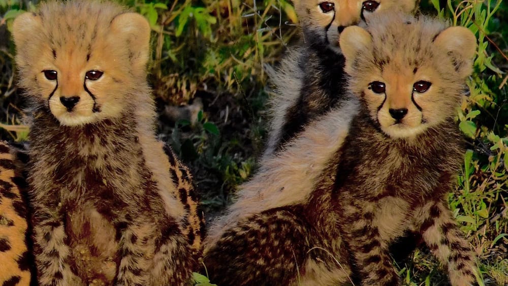 Photographing the cheetahs at the eastern plain of Serengeti