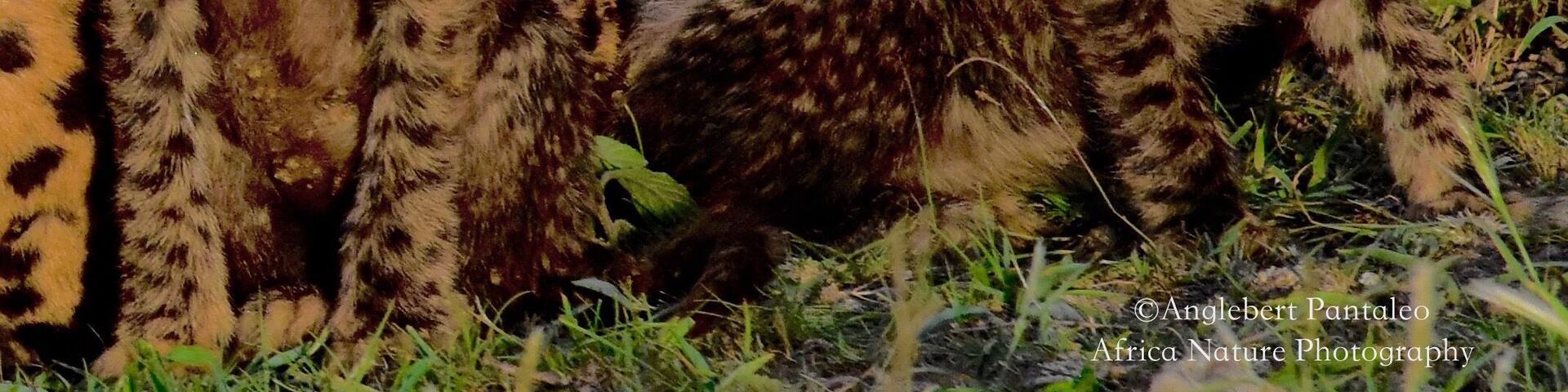 Photographing the cheetahs at the eastern plain of Serengeti