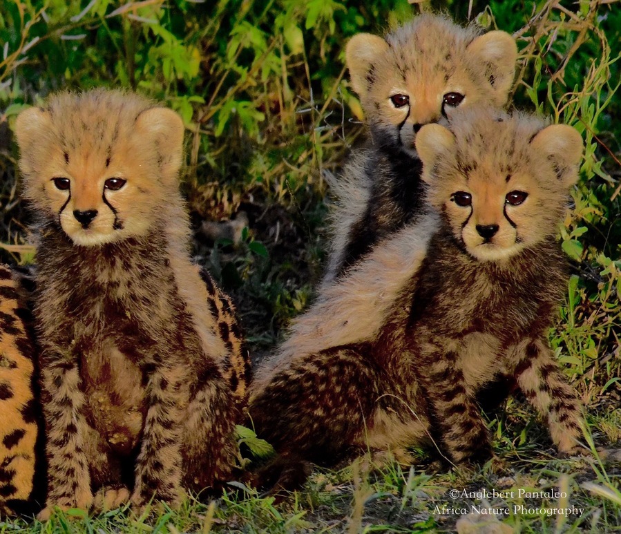 Photographing the cheetahs at the eastern plain of Serengeti
