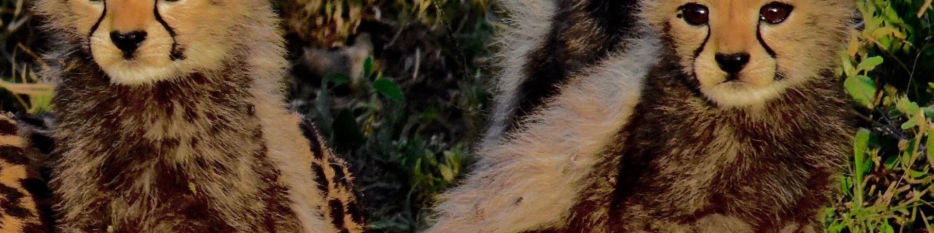 Photographing the cheetahs at the eastern plain of Serengeti